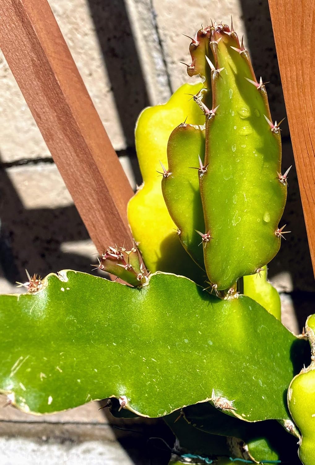 Red Dragon Fruit Live Vine Cuttings, 4 Inches Each G644293