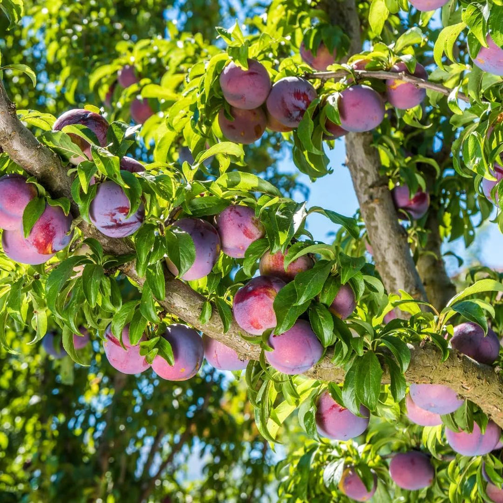 Wild Plum Tree Fruit Seeds for Planting Outdoor Perennial U773681