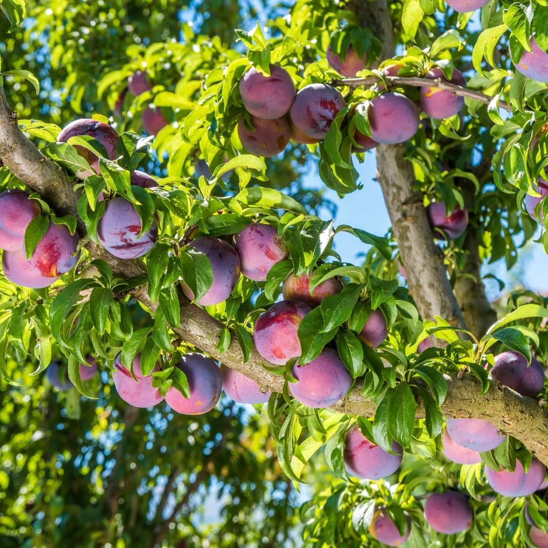 Wild Plum Tree Fruit Seeds for Planting Outdoor Perennial U773681