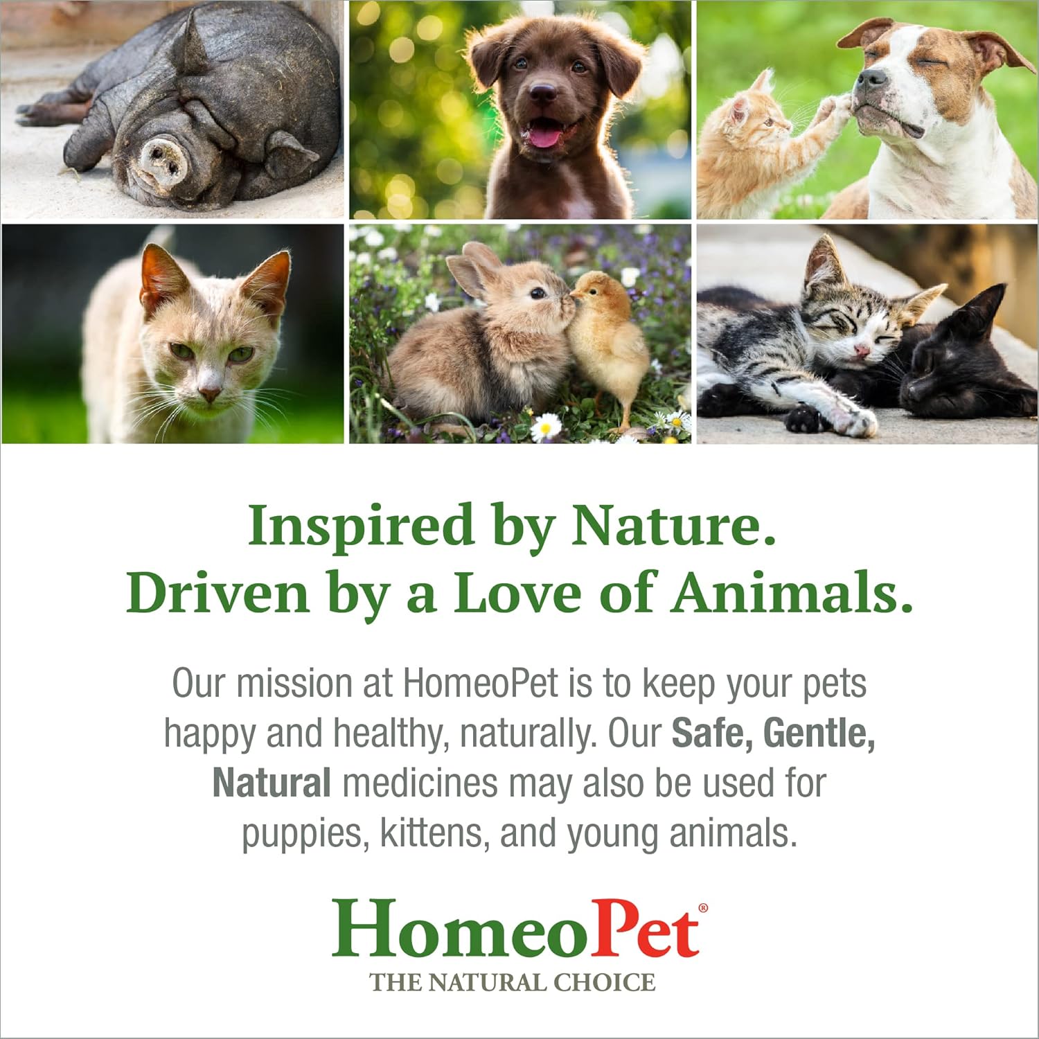 Feline Digestive Support for Cats and Kittens, 15 Milliliters N799107