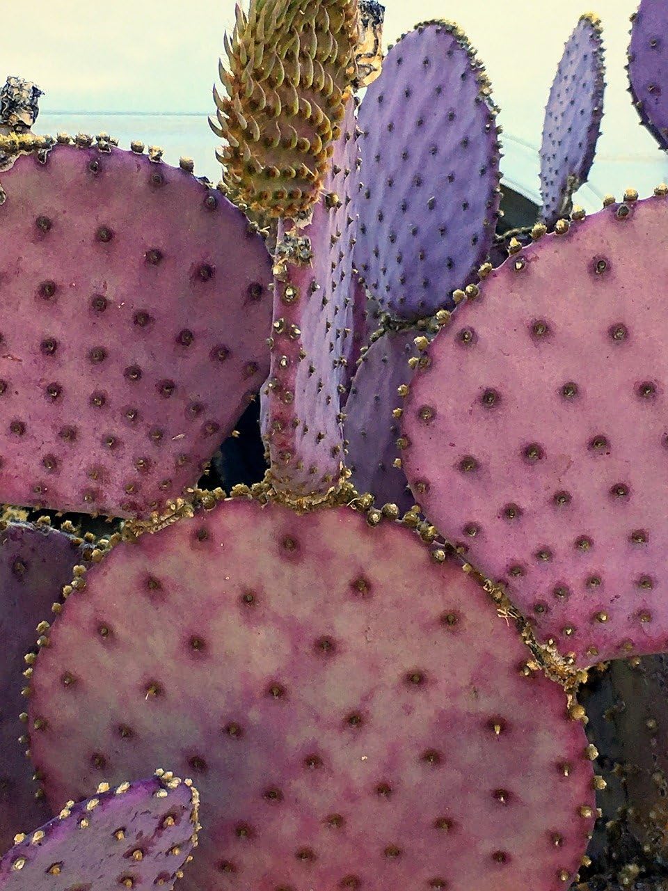 Purple Prickly Pear Cactus Live Plant for Propagation Z11609