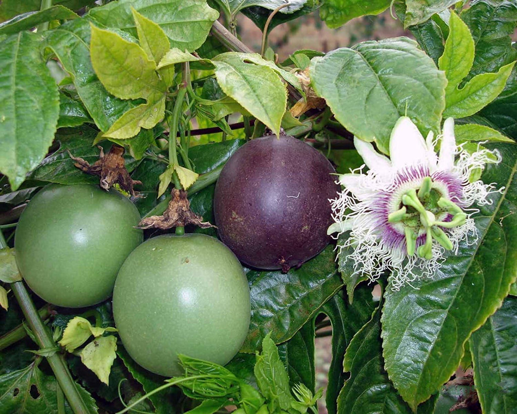 Passion Fruit Vine Live Plant A718