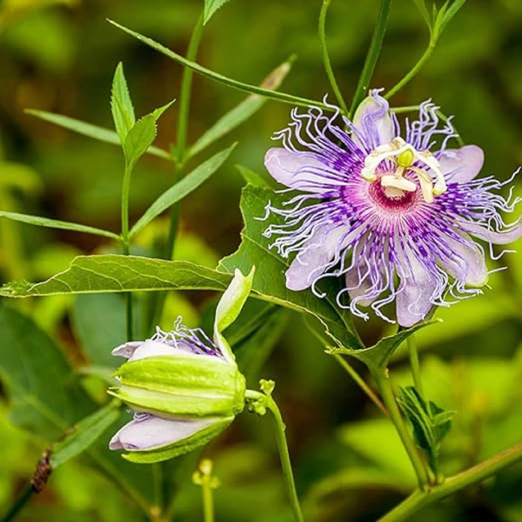 Purple Passion Fruit Seeds for Planting Tropical Climbing Vine Q906