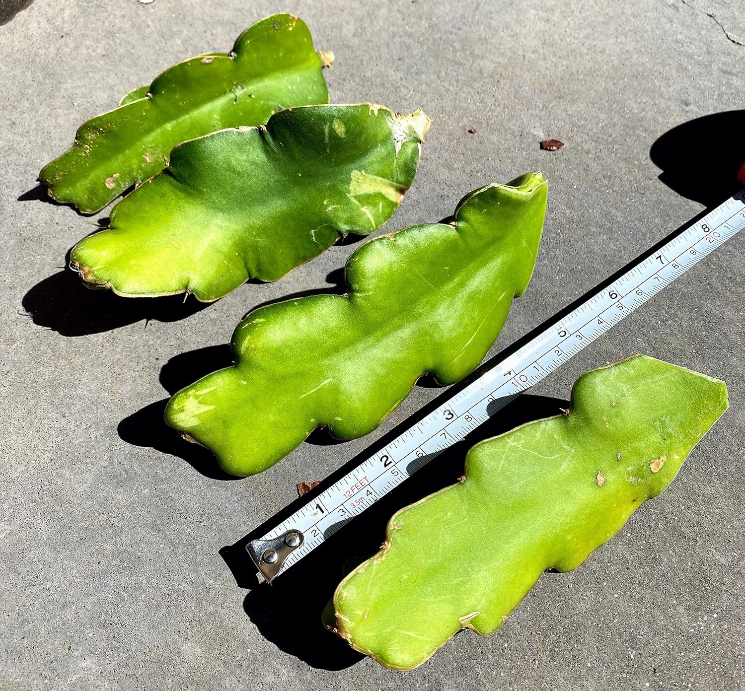 Red Dragon Fruit Live Vine Cuttings, 4 Inches Each G644293