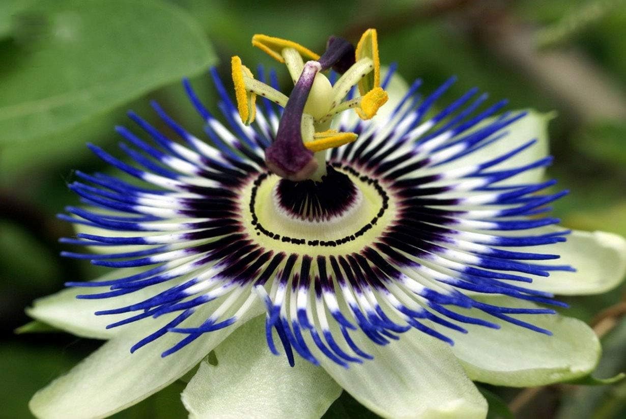 Passionflower Purple Vine Maypop Perennial Flowers for Planting S48926