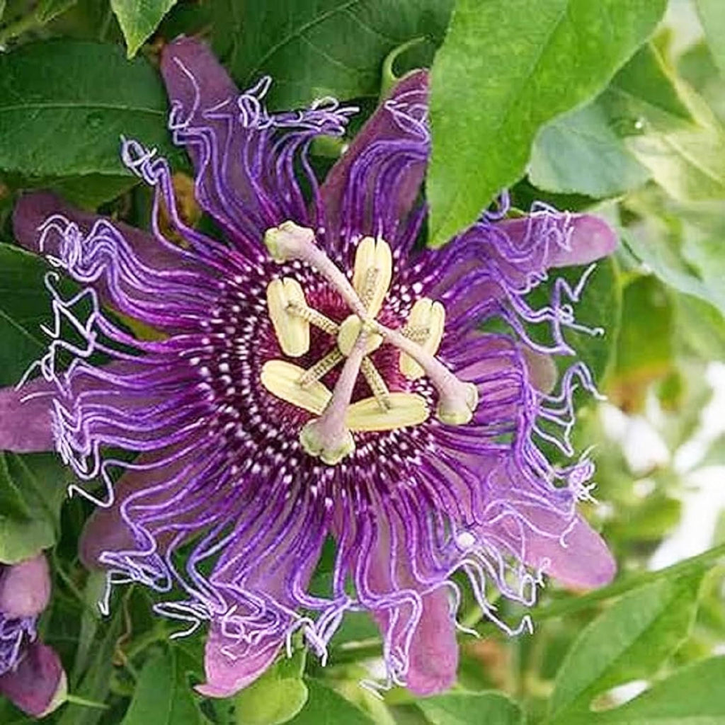 Purple Passion Fruit Seeds for Planting Tropical Climbing Vine Q906