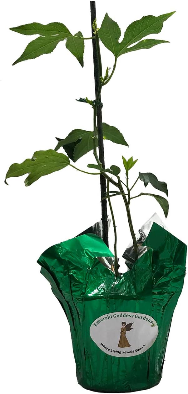 Passion Flower Vine Live Plant, Starter Size 4 Inch Pot E849277
