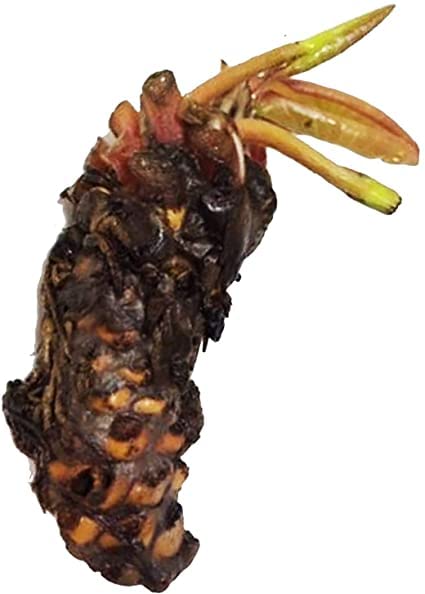 Red Hardy Water Lily Tuber Q82744