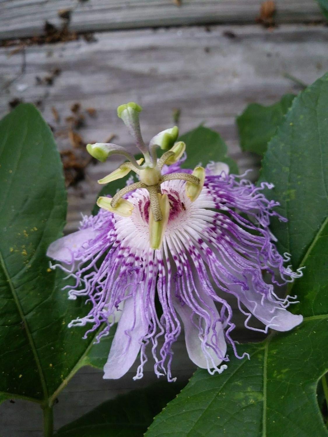Purple Passion Vine Flower Seeds Perennial W9706