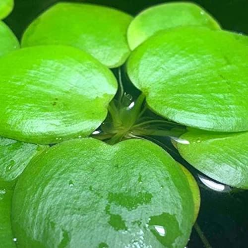 Duckweed Floating Pond Plant for Koi Ponds and Aquariums Z211435