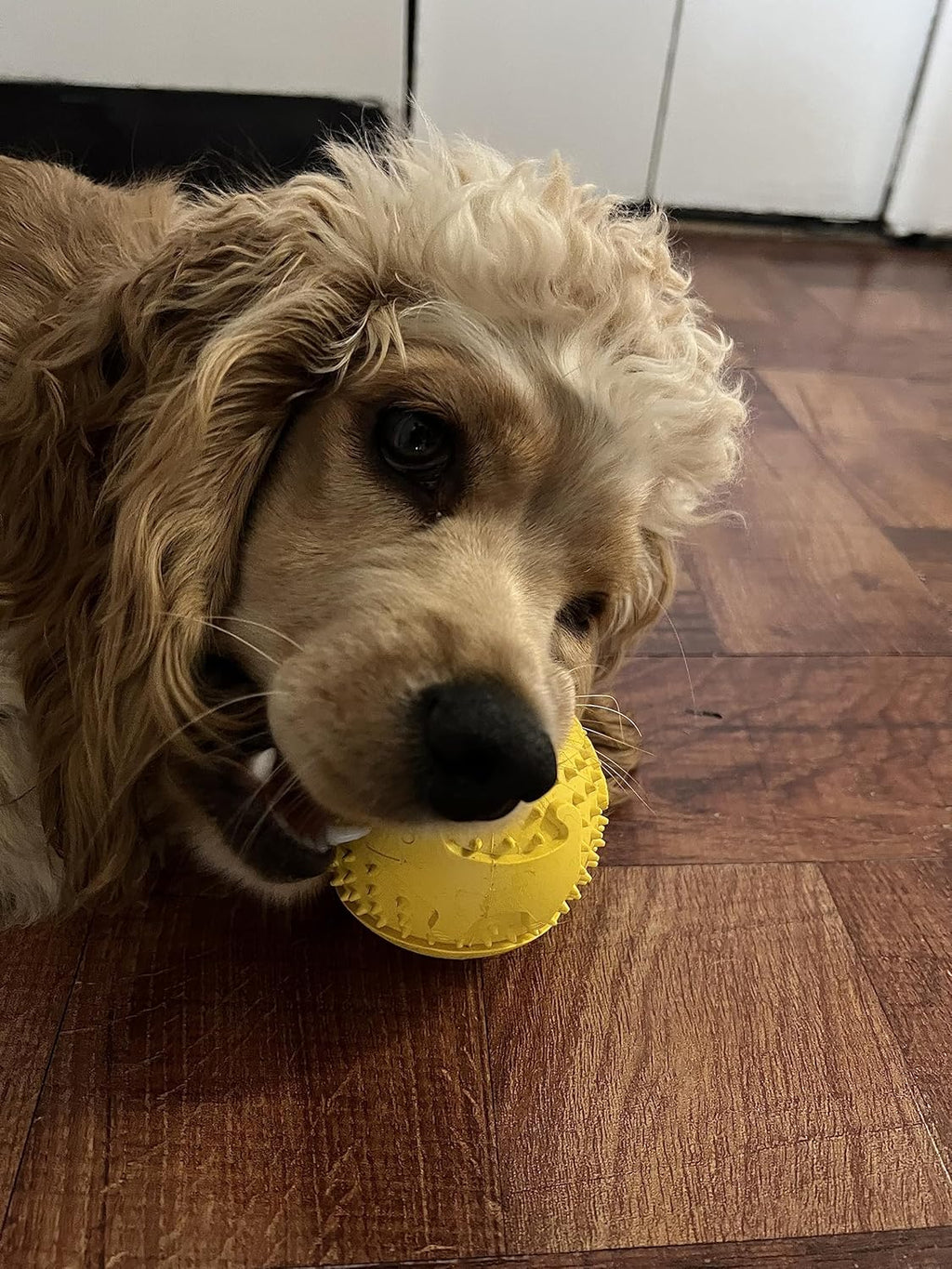 Interactive Treat Ball for Dogs - Food Puzzle Dispenser Toy B865