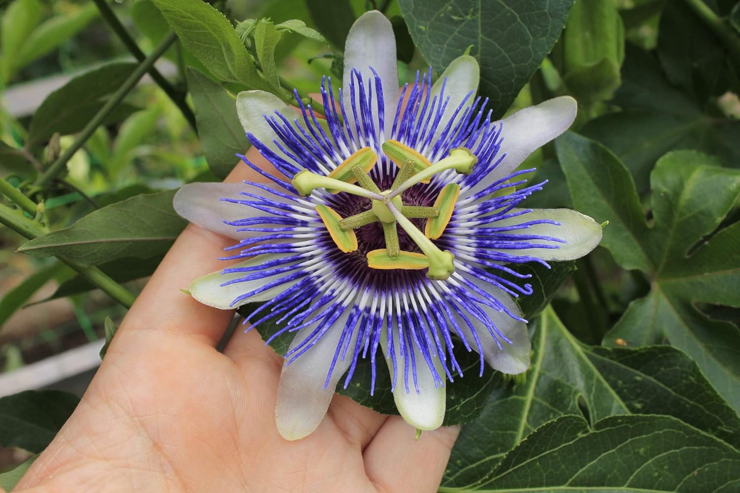 Passionflower Purple Vine Maypop Perennial Flowers for Planting S48926