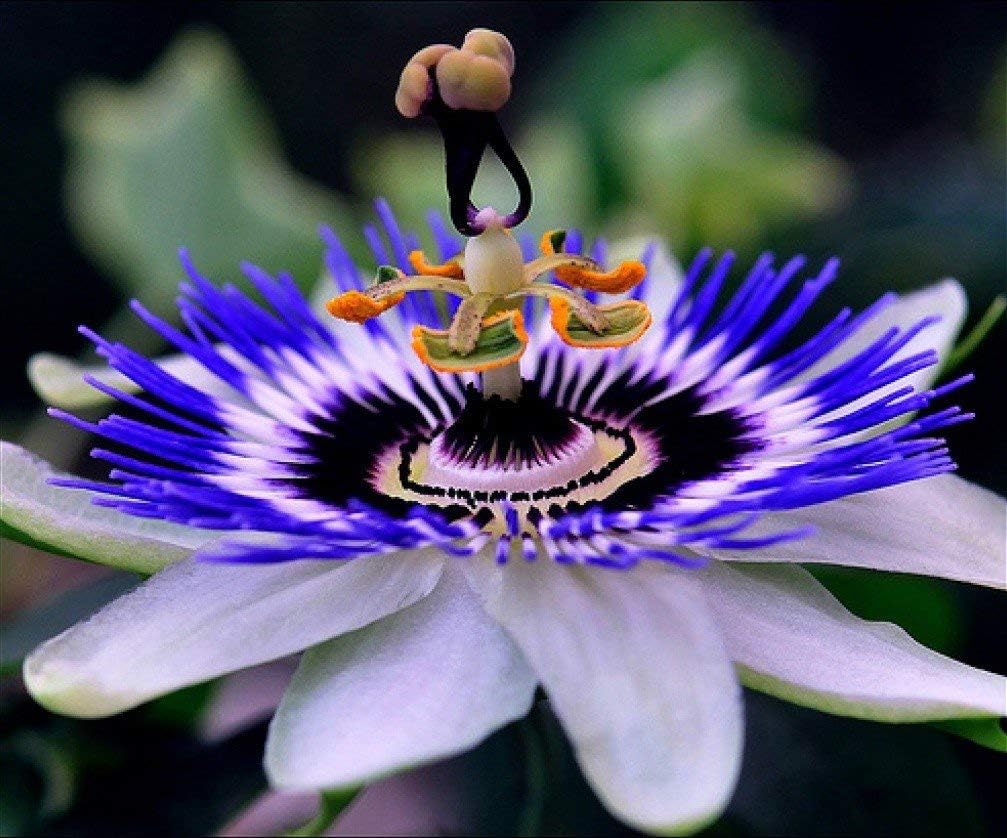 Passionflower Purple Vine Wild Apricot Maypop Indoor Exotic Perennial Flowers for Planting