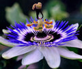 Passionflower Purple Vine Wild Apricot Maypop Indoor Exotic Perennial Flowers for Planting