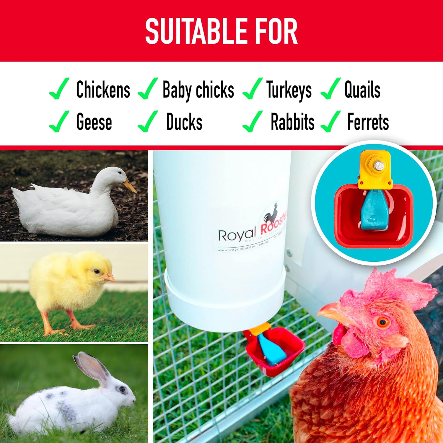 1 Gallon Automatic Chicken Waterer with Gravity-Feed Cup for Indoor and Outdoor Poultry S3919
