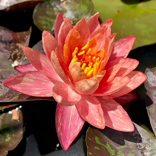 Live Water Lily Tubers | Pre-grown Hardy Lily Rhizome in White, Pink, Red, Yellow, Orange, Purple (Red)