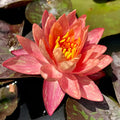 Live Water Lily Tubers | Pre-grown Hardy Lily Rhizome in White, Pink, Red, Yellow, Orange, Purple (Red)