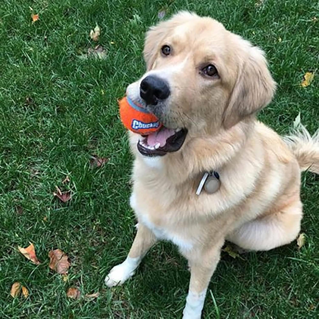 Dog Tennis Ball Toy, Medium 2.5 Inch, Pack of 2 F19116