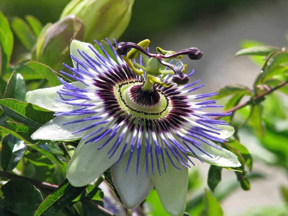 Passionflower Purple Vine Maypop Perennial Flowers for Planting S48926