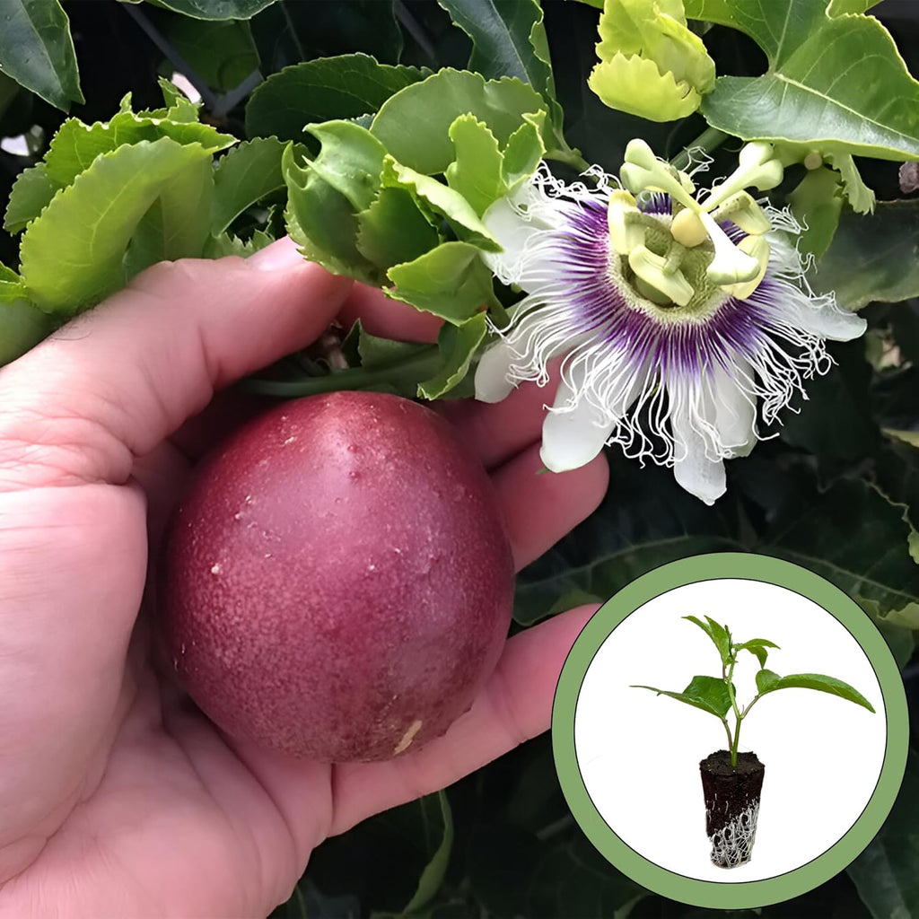 Purple Passion Fruit Starter Plant, Natural