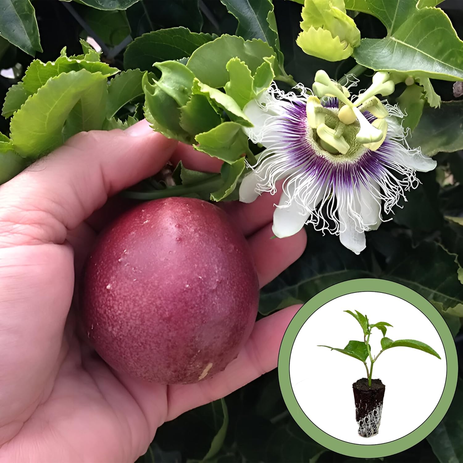 Purple Passion Fruit Starter Plant, Natural