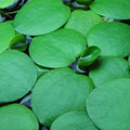 2 oz Duckweed Floating Pond Plant Live Great for Koi Ponds and Aquarium Lemna Minor Aquatic Plants