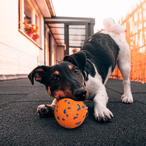 Dog Exercise Ball Pack Fetch Set Toy Balls Interactive Tennis Indestructible Durable Chew Outdoor Fun R221