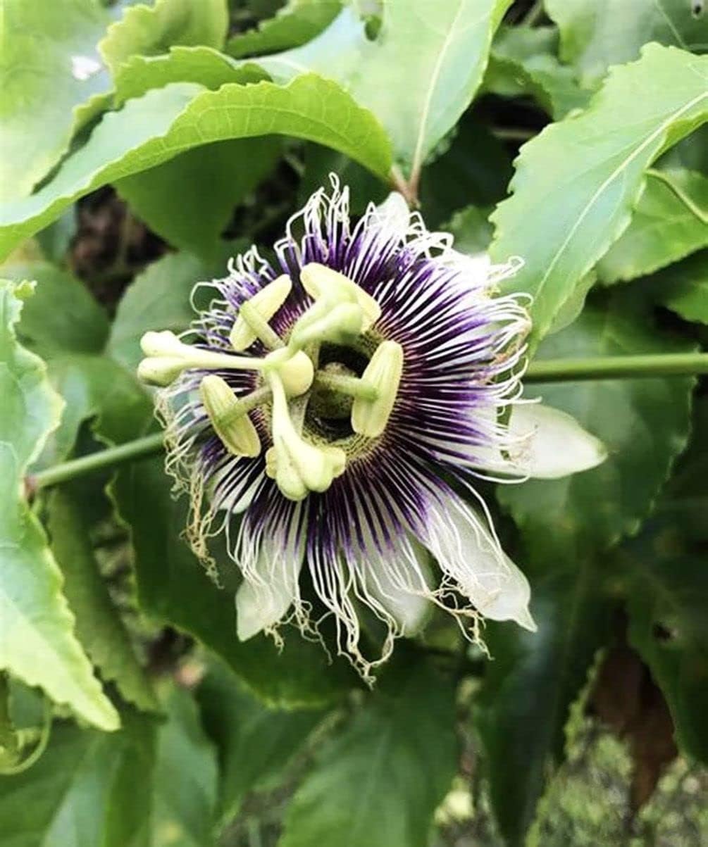 Purple Passion Fruit Seeds, Cold Hardy M52076