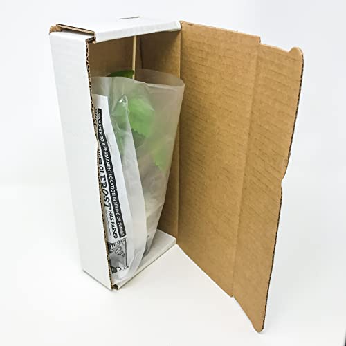 Blanc du Bois Grape Starter Plant O720