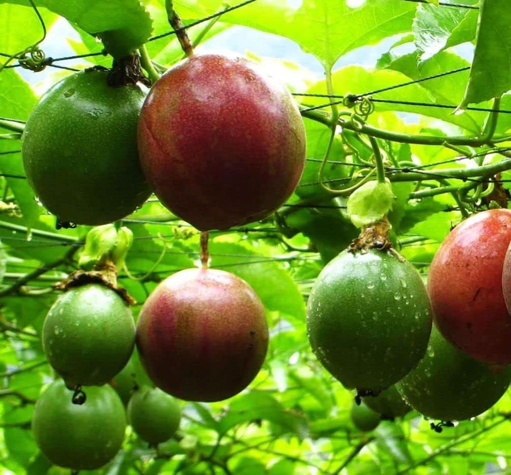 20+ Purple Passion Fruit Seeds (Edible Fruit) (Passiflora Incarnata) Cold Hardy Homegrown
