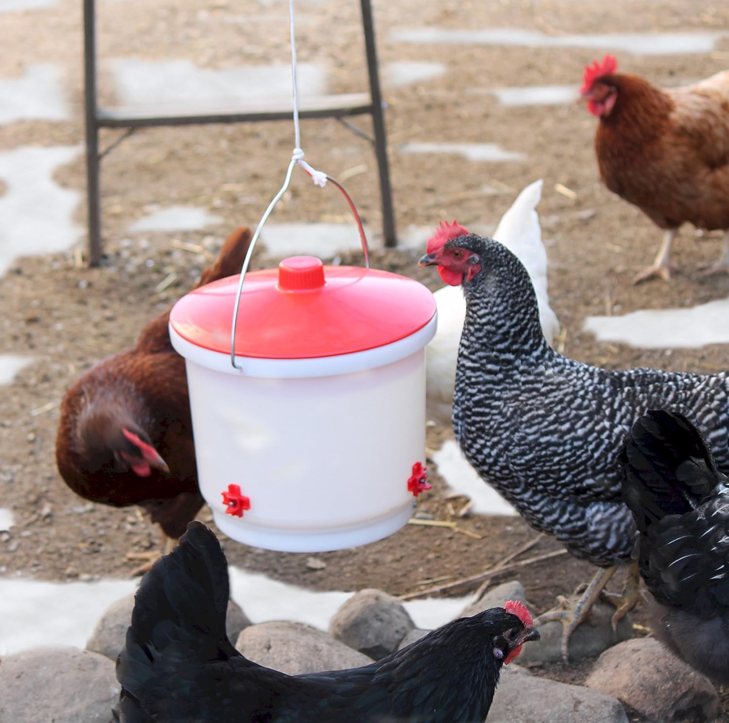 Heated 2 Gallon Poultry Drinker with Water-Tight Cord Lock S879762