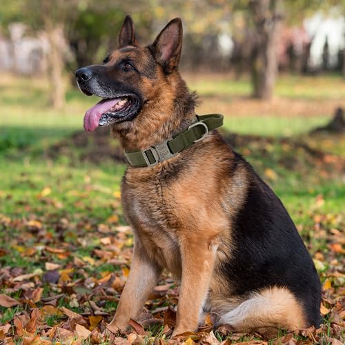 Tactical Dog Collar with Handle and Metal Buckle Y6161
