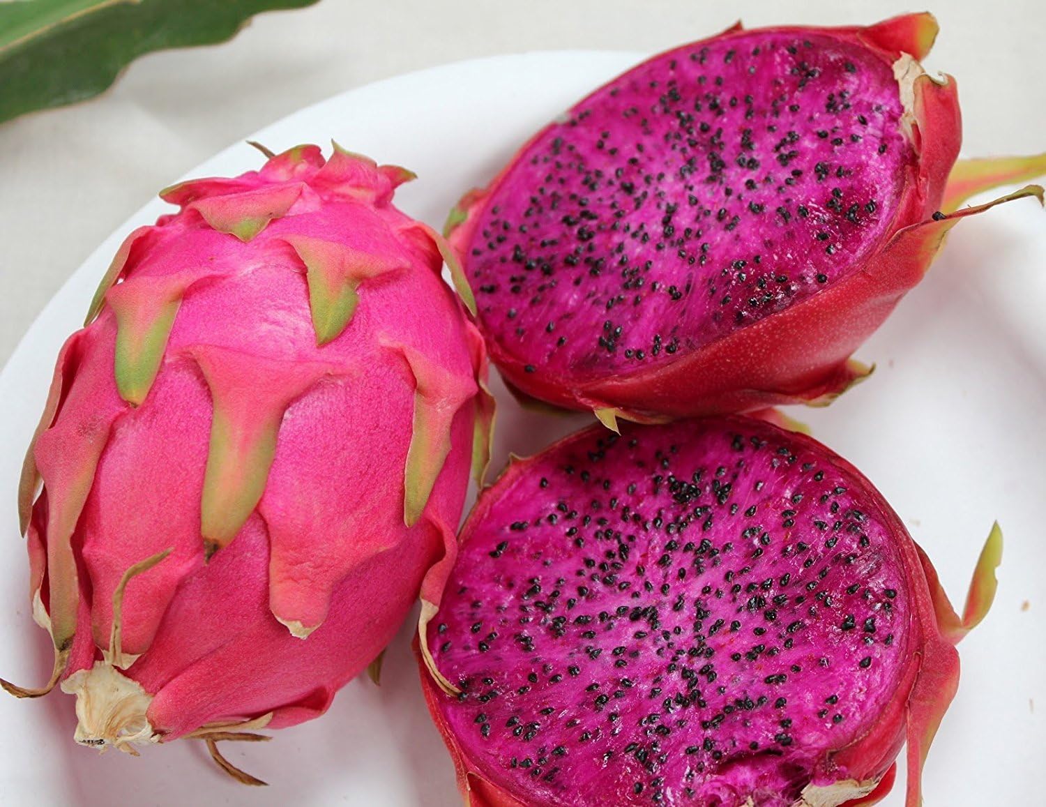 Lulan 20 PURPLE DRAGON FRUIT (Pitaya / Pitahaya / Strawberry Pear) Hylocereus Undatus Cactus Seeds