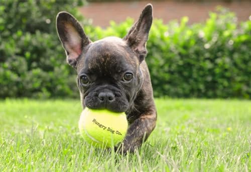 Dog Tennis Balls 2.5" for Exercise and Training with Mesh Bag C5979
