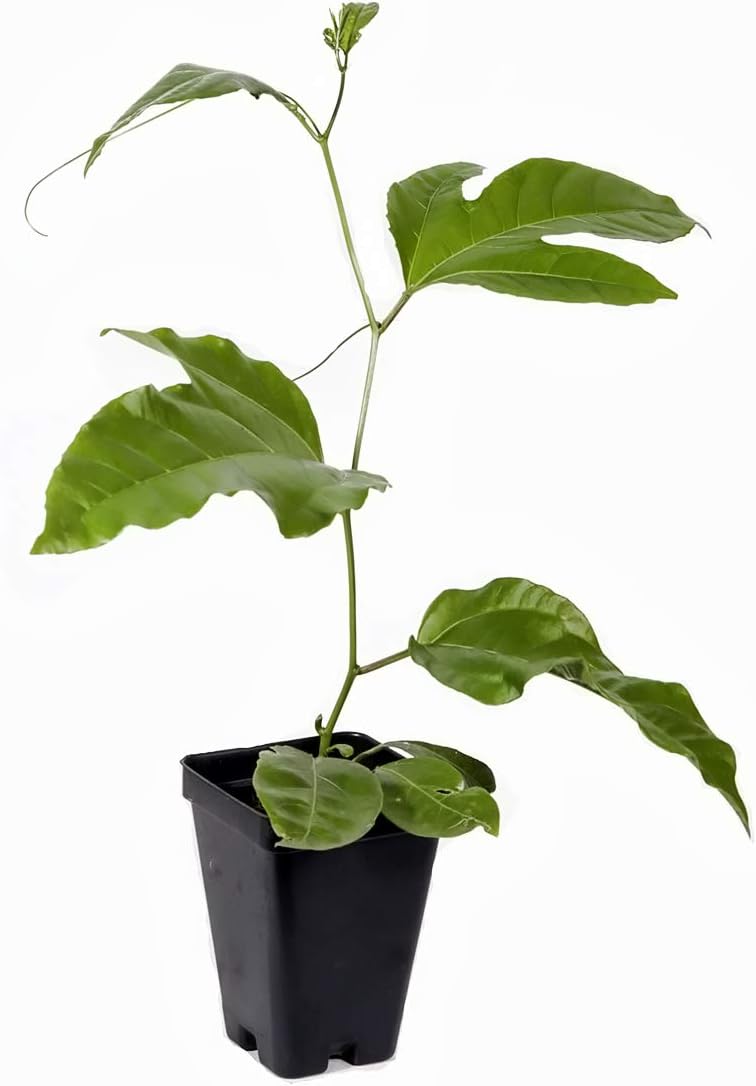 Edible Passion Fruit Vine - Passiflora Purple Possum Passion Fruit - Live Plant