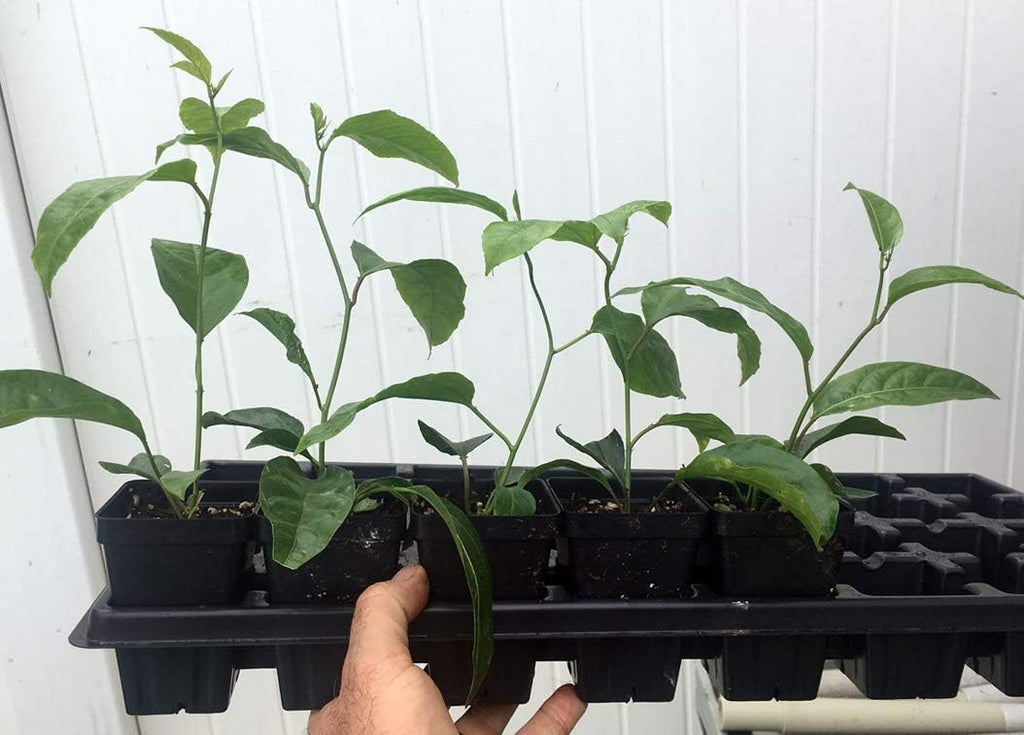 Passion Fruit Vine Live Plant, 3-8 Inches Tall K657