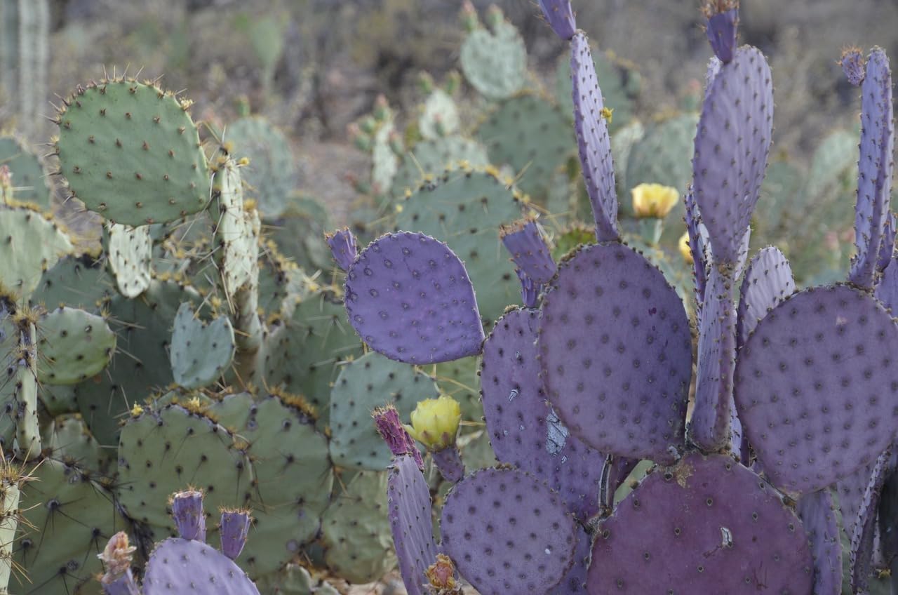 Purple Prickly Pear Cactus Live Plant for Propagation Z11609