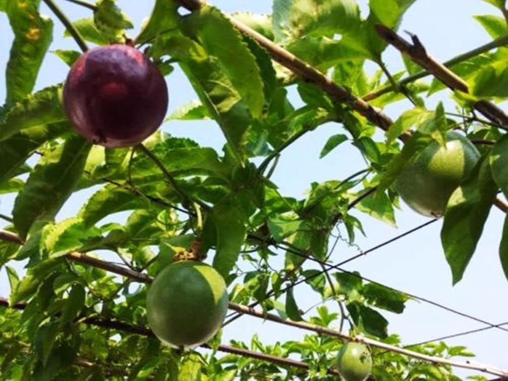 Purple Passion Fruit Seeds, Cold Hardy M52076