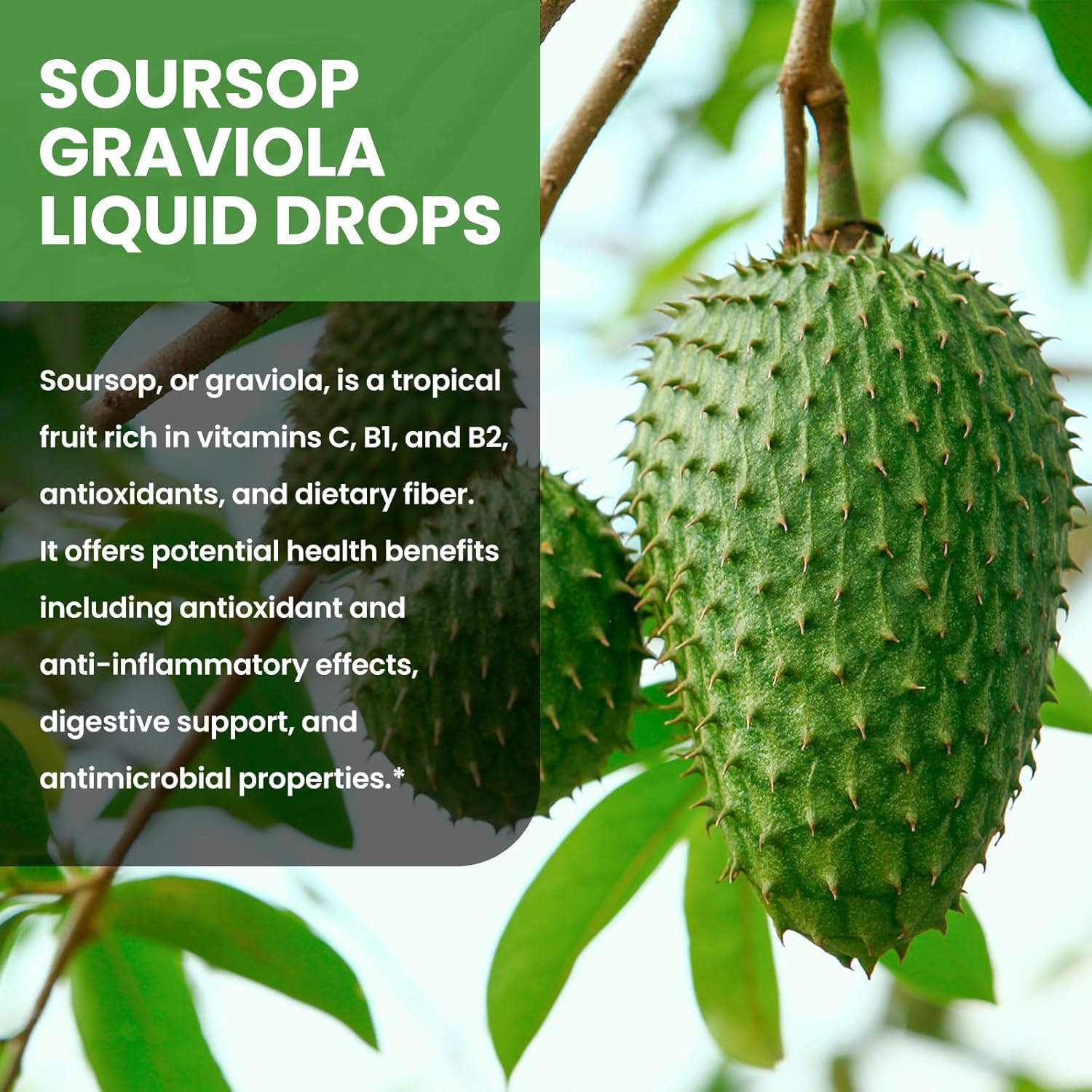 Soursop Graviola Liquid Drops with Green Tea, Black Seed Oil, Turmeric V562