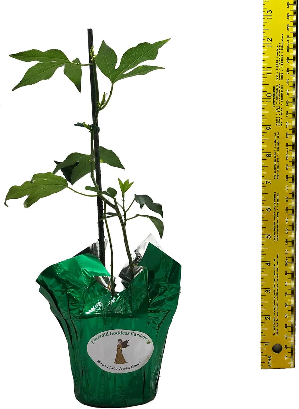 Passion Flower Vine Live Plant, Starter Size 4 Inch Pot E849277