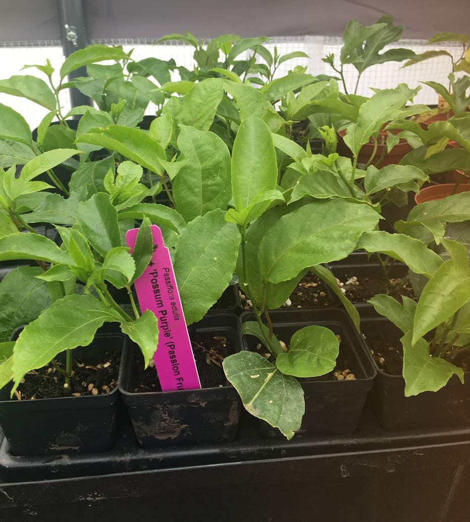 Passion Fruit Vine Live Plant A718
